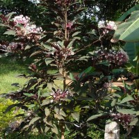 Clerodendrum quadriloculare (Blanco) Merr.